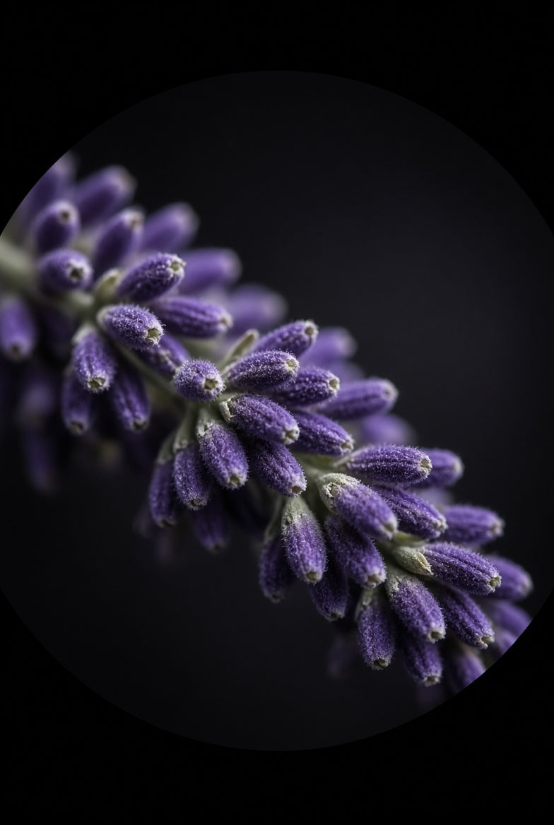 Lavender Oil