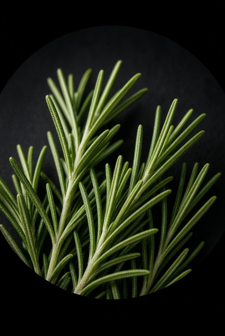 Rosemary Oil